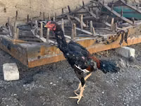 Chickens — Foto 1