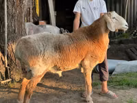 Widder, Arashan sheep — Foto 3