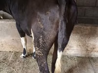 母牛, Russian Black pied cattle — 照片 2