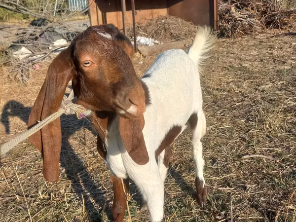 Ziege, Kamori goats