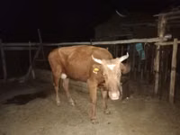 Kuh, Latvian Blue cattle — Foto 1