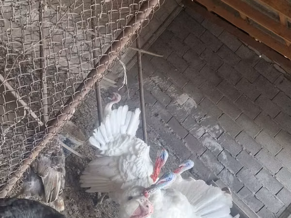 Turkeys — Kirgisistan