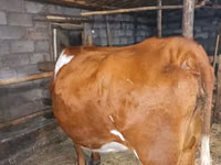 母牛, Simmental cattle — 照片 2