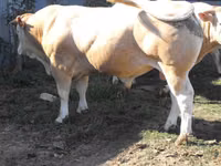 Bulle, Blonde d’Aquitane cattle — Foto 2