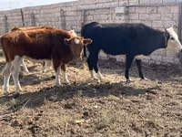 Cow, Latvian Blue cattle — photo 2
