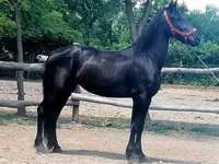Yegua, Friesian — foto 5