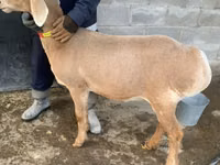 نعجة, Arashan sheep — الصورة 1