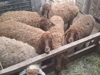 公羊, Sheep — 照片 1
