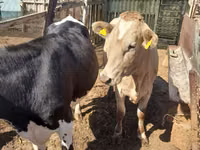 母牛, Holstein breed — 照片 2