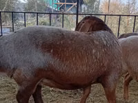 Qoʻy, Arashan sheep — 6-rasm