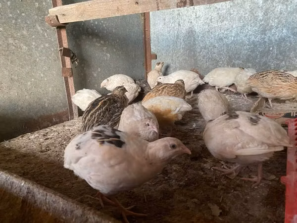 Quails