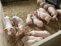 Schweine (Partie, Geschlecht nicht angegeben) — Foto 7