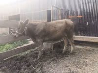 母牛, Swiss cattle — 照片 4