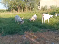 Ziegenbock, Saanen goat — Foto 2