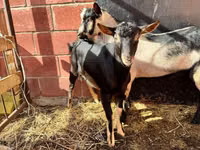 Теке, Alpine goat — 1-сурет