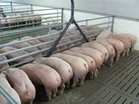 Premixuri pentru animale şi păsări — фото 5