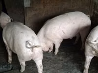 Schweine (Partie, Geschlecht nicht angegeben), Schweine — Foto 4