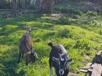 母山羊, Goats — 照片 1