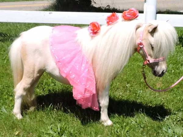 Бие, Palomino