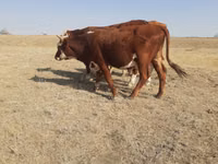 أبقار (دفعة، الجنس غير محدد), Latvian Blue cattle — الصورة 2