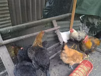 Chickens — Foto 2