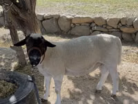 Carnero, Dorper sheep — foto 1