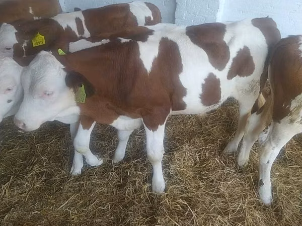 Bovinos (lote, sexo no especificado), Vaca Limousin