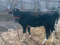 Sigir, Russian Black pied cattle — 3-rasm