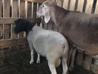 Widder, Dorper sheep — Foto 3
