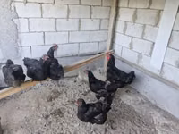 Chickens — Foto 2