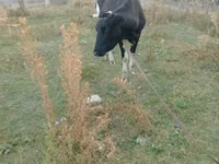 Vaca, Ganado vacuno — foto 2