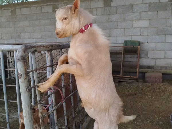 母山羊, Goats — 乌兹别克斯坦
