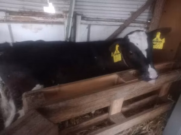 गाय, गोलस्टीन नस्ल