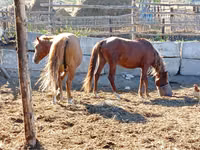 حصان, الخيول — الصورة 5