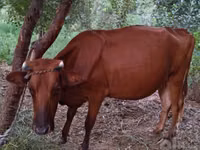 गाय, मवेशी — फ़ोटो 4