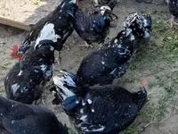 Australorp — Foto 1