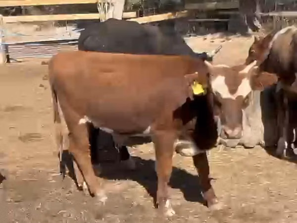 गाय, Latvian Blue cattle — कज़ाखस्तान