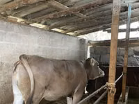 母牛, Swiss cattle — 照片 1