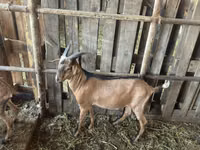 Ziegenbock, Nubian Goat — Foto 2