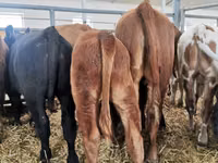Toro, Vaca Limousin — foto 7