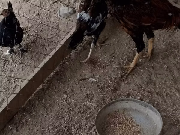 Chickens
