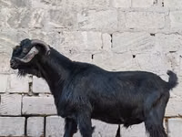 تيس, الماعز — الصورة 5