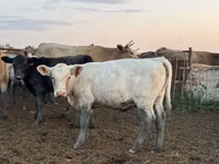 Rinder (Partie, Geschlecht nicht angegeben), Swiss cattle — Foto 1