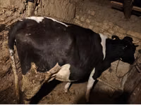 بقرة, Russian Black pied cattle — الصورة 4
