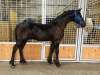 حصان, Dutch warmblood horse — الصورة 3