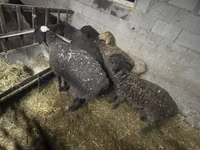 母羊, Sheep — 照片 6