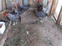 Chickens — Foto 6