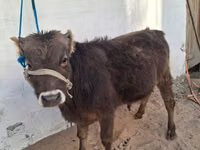 Toro, Raza Alatau — foto 2