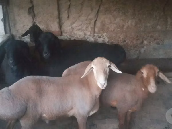 كبش, الأغنام — أوزبكستان