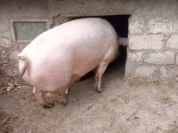 नर सूअर — फ़ोटो 1